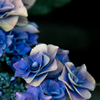 Hydrangea