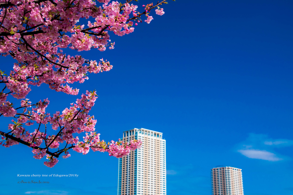 青空の河津桜