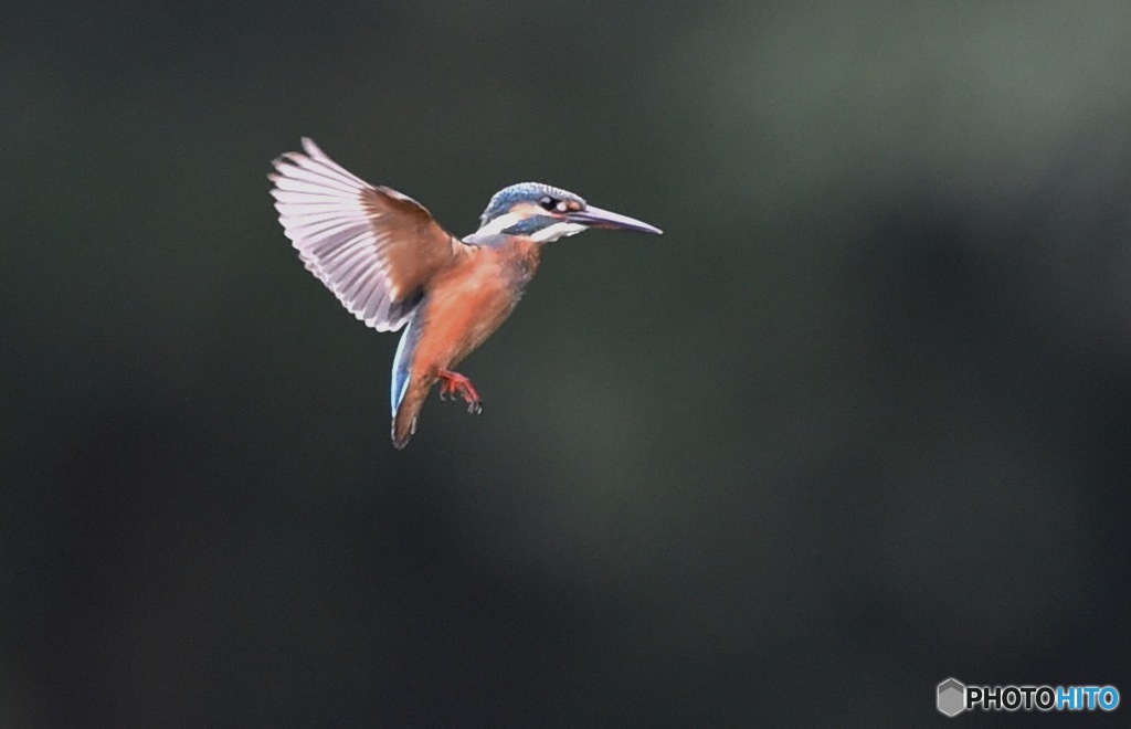 若鳥ホバリング２ By よど Id 写真共有サイト Photohito