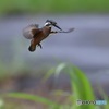 若鳥ホバリング１