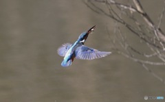 ようやく小魚ゲット