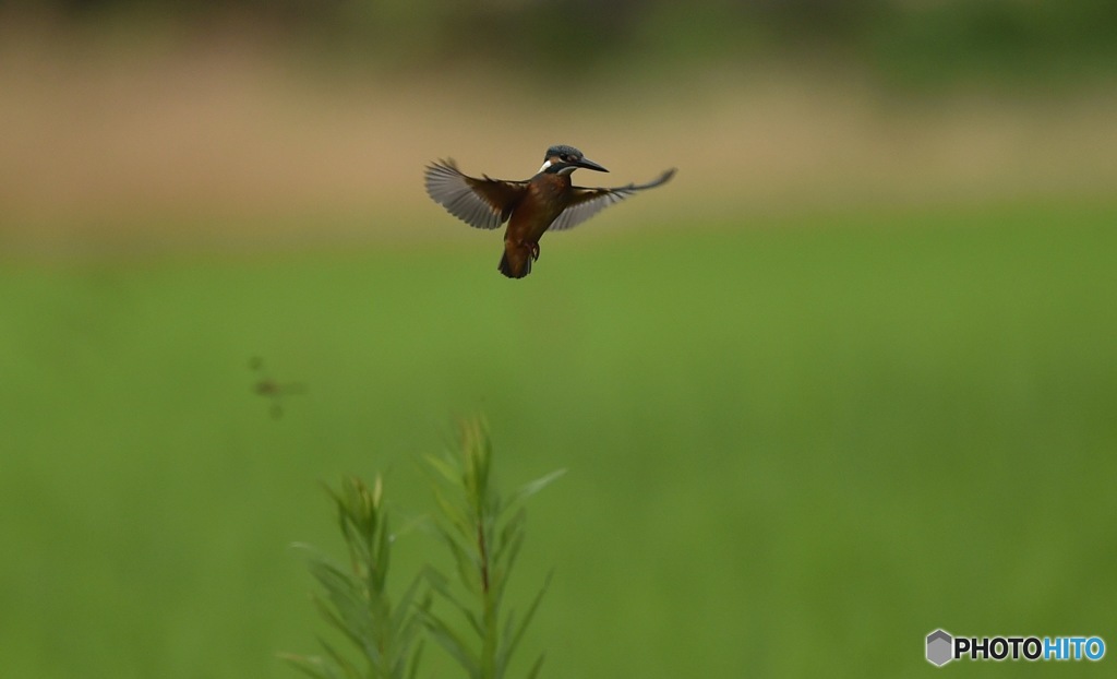 若鳥のホバリング