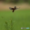 若鳥のホバリング