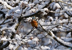 井の頭公園のカワセミ