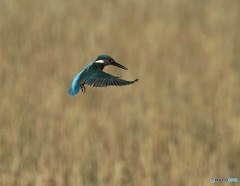 氷上のホバ　