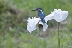 花菖蒲とエメラルド