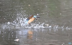 初めてのカメラで