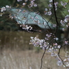 一碧湖の桜2