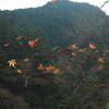 紅葉の名残