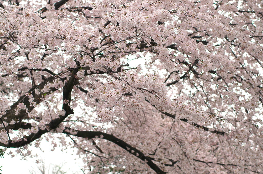 桜2