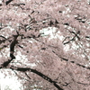 桜2