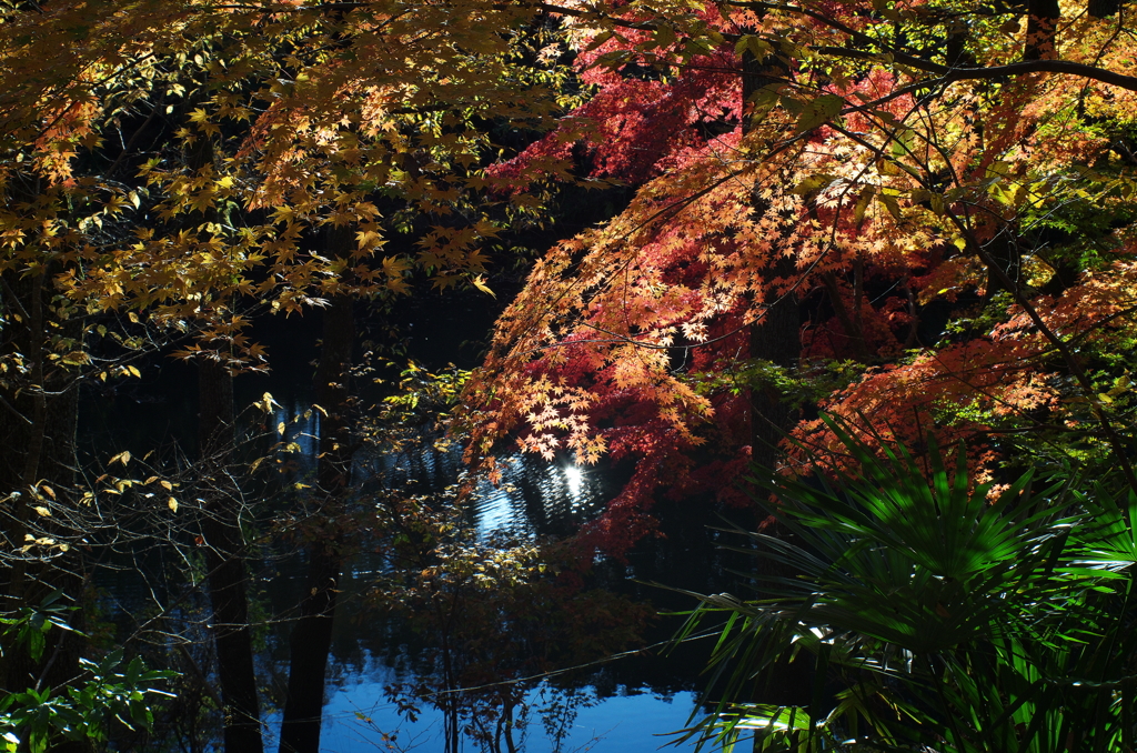 震生湖の紅葉