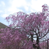 大室山を背負って