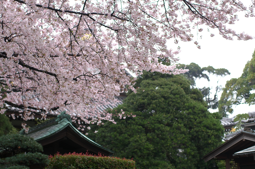 桜