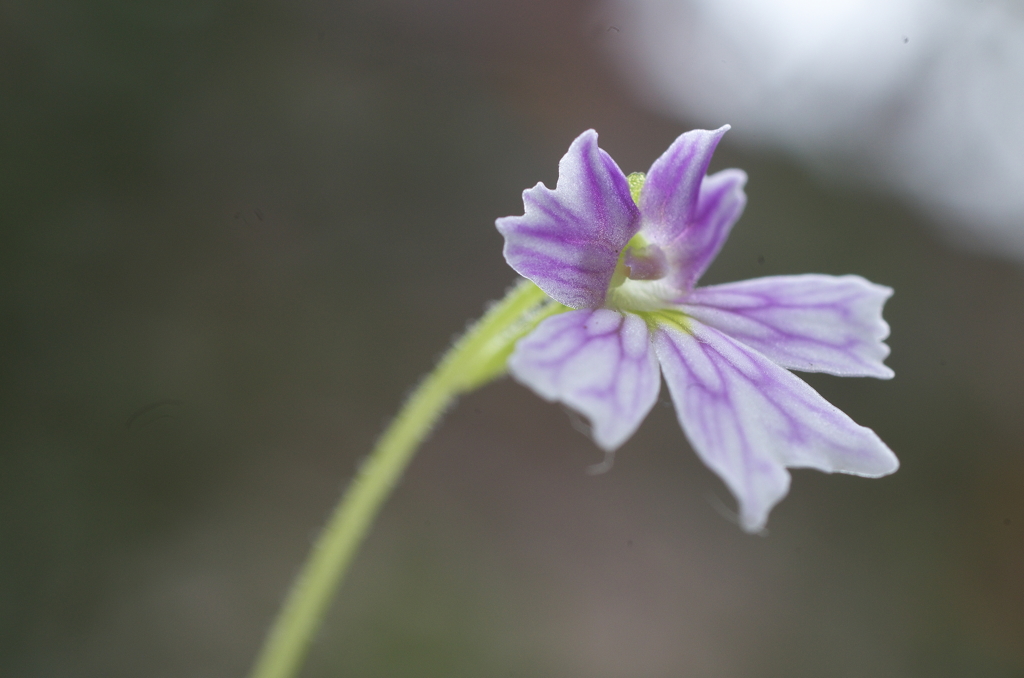 ピンギキュラ・エマルギナタ