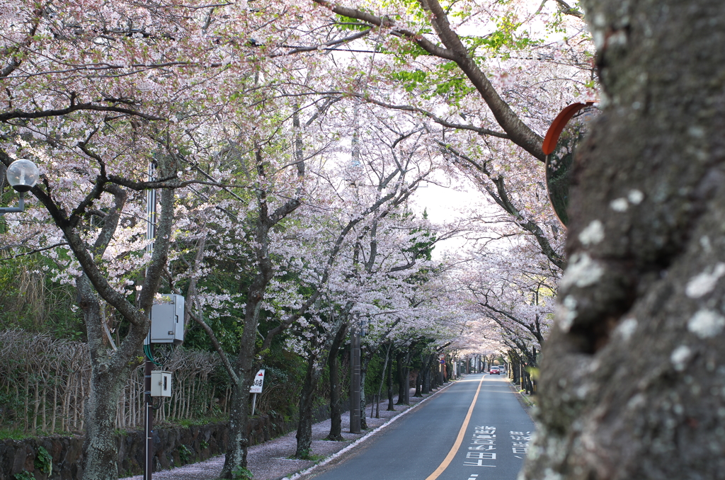 伊豆桜並木