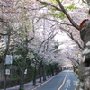 伊豆桜並木