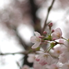 桜4