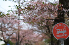 城ヶ崎桜並木