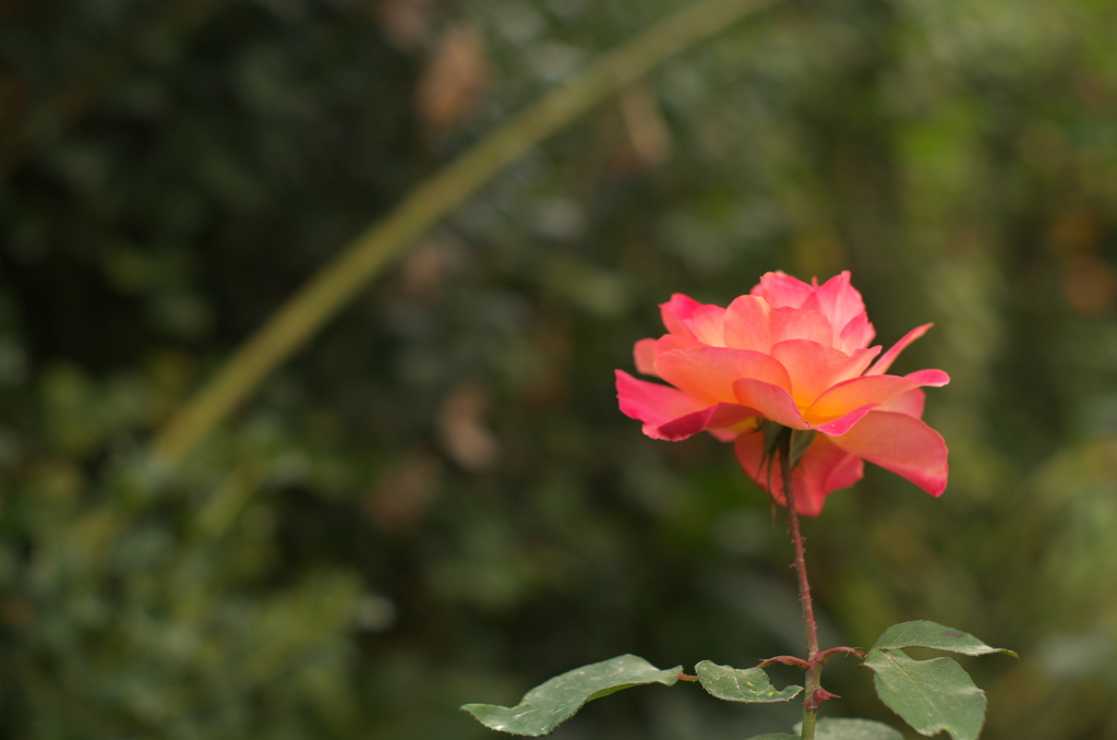 Rose 13
