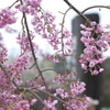 枝垂れ桜
