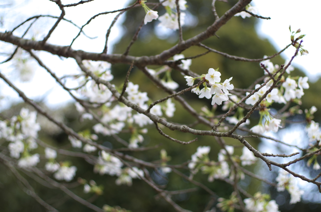 白桜2