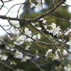白桜2