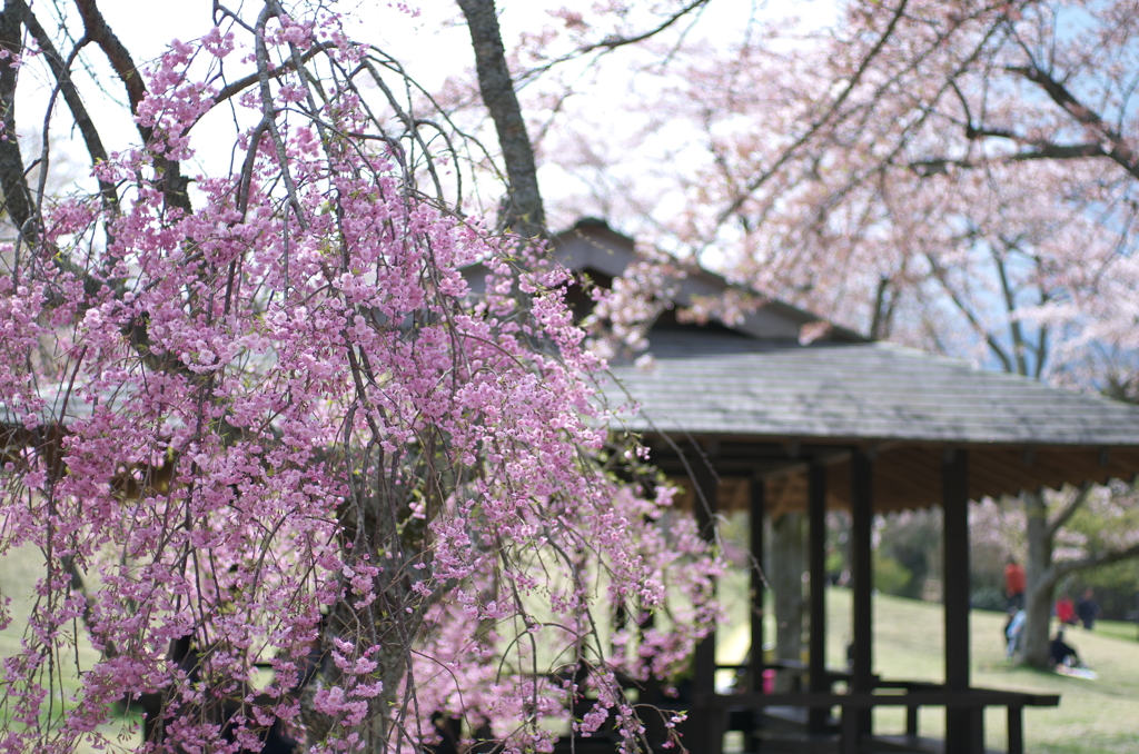 枝垂れ桜と東屋