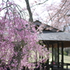 枝垂れ桜と東屋