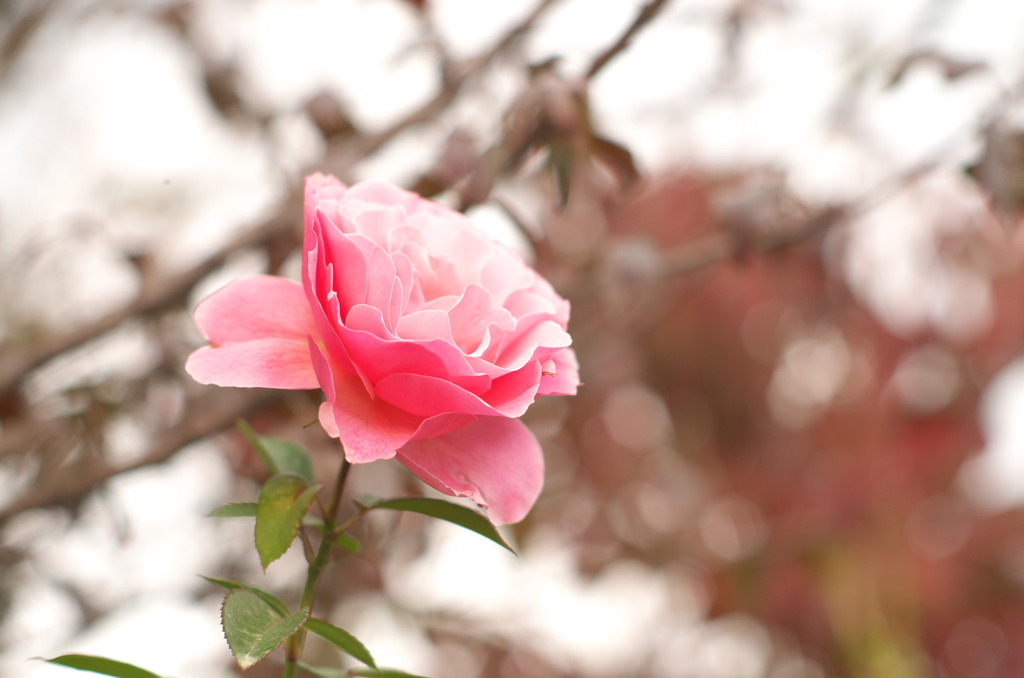Rose 6