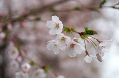 桜3