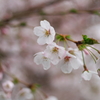 桜3