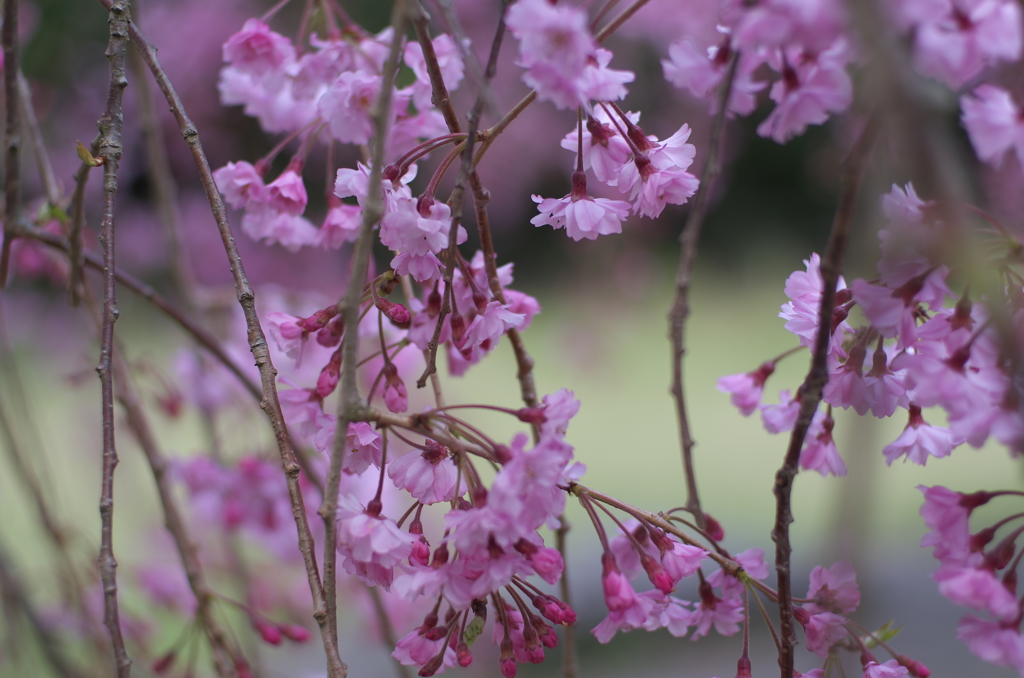 桜のカーテン