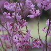 桜のカーテン