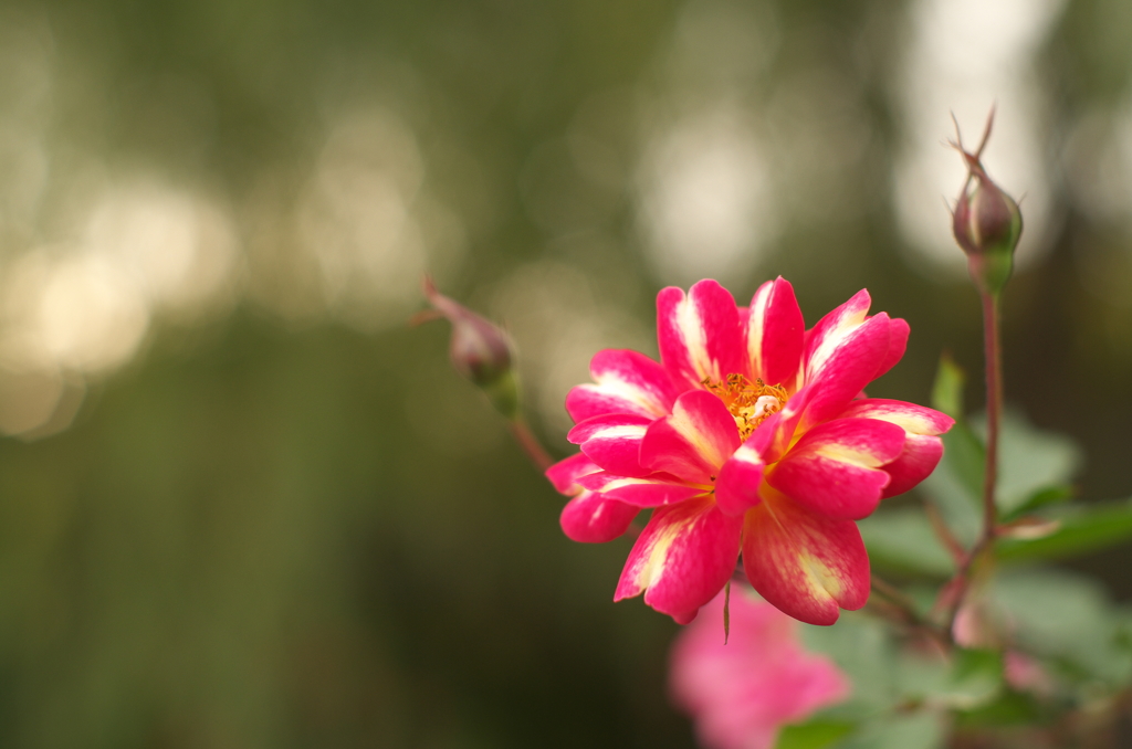 Rose 5