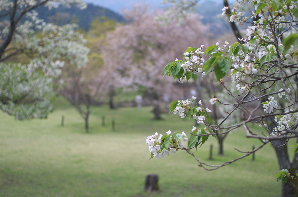 白桜