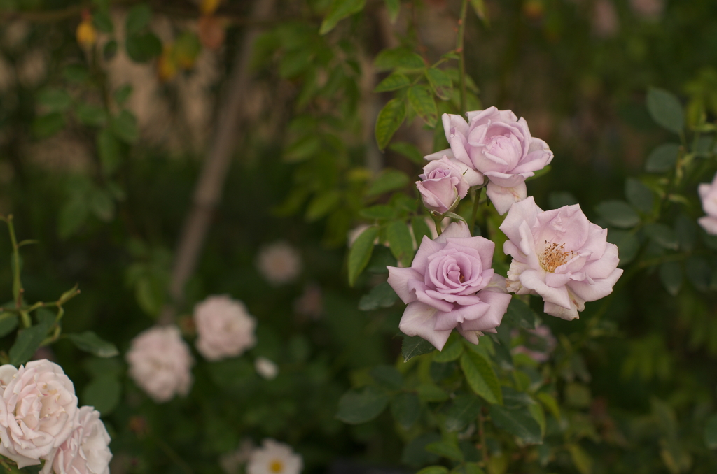 Rose 3