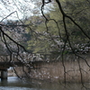 一碧湖の桜