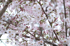 見上げた桜