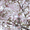 見上げた桜
