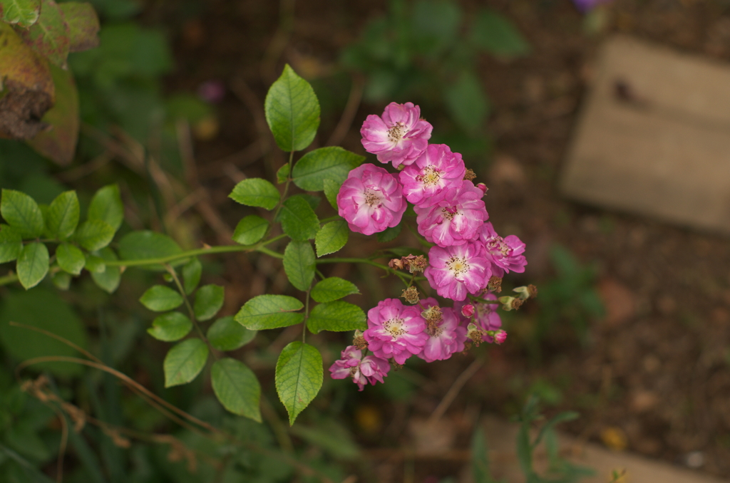 Rose 11
