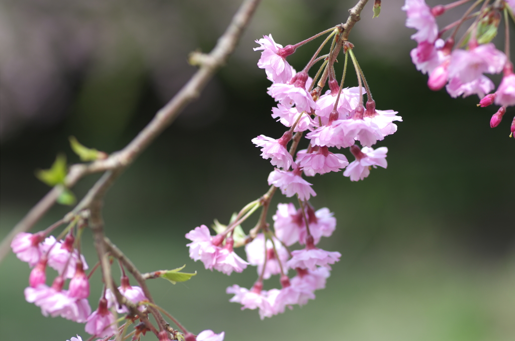 八重桜