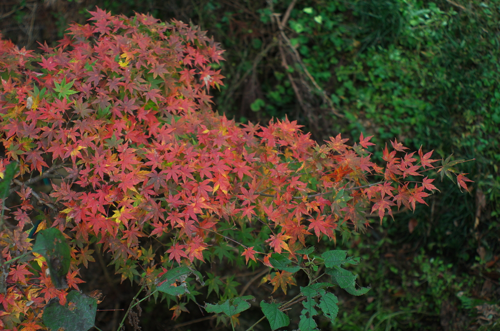 小さな紅葉