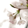 桜6