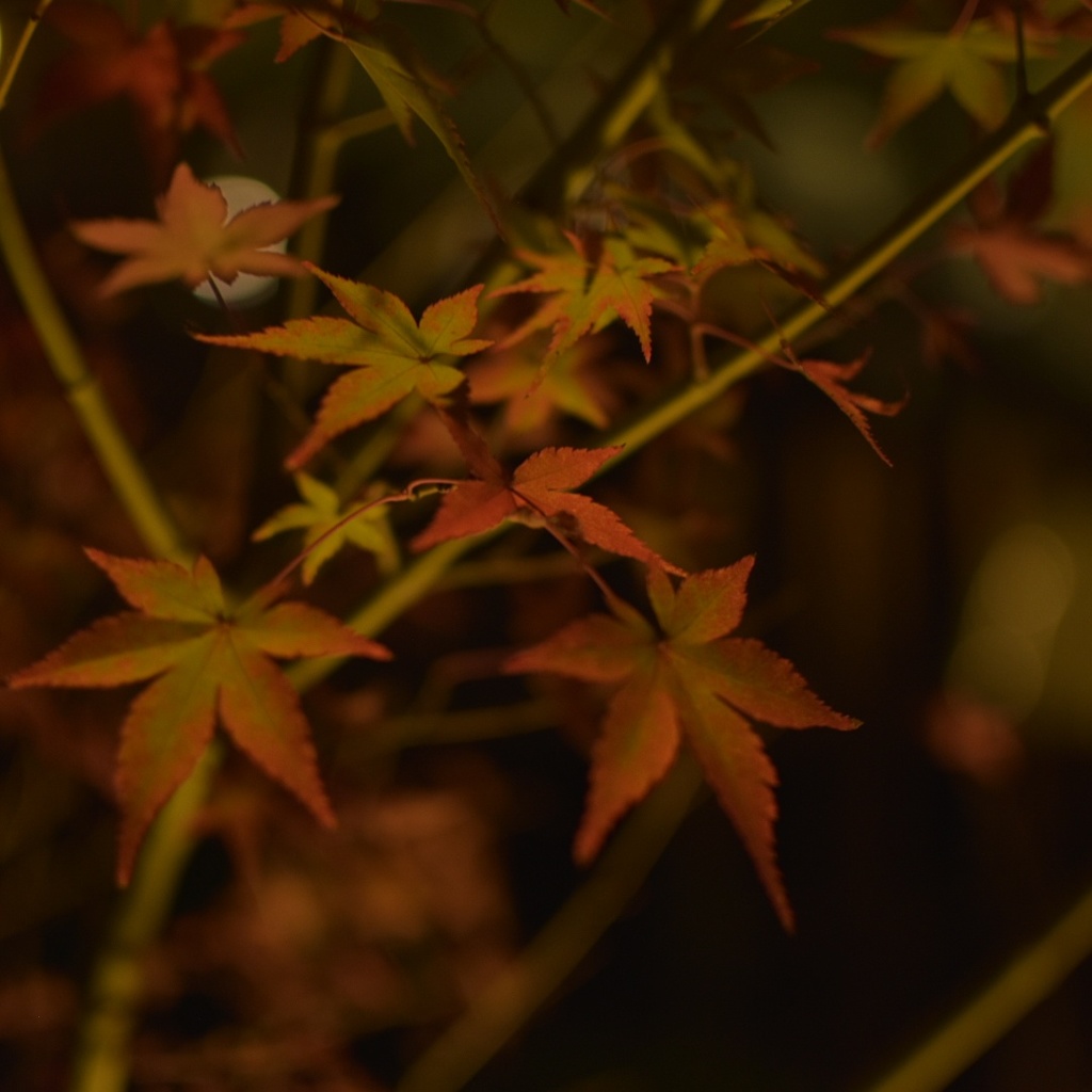 紅葉