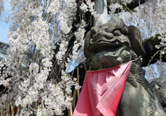 桜と狛犬
