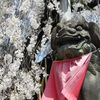 桜と狛犬