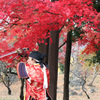 赤と紅１
