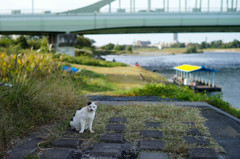 野良猫の楽園