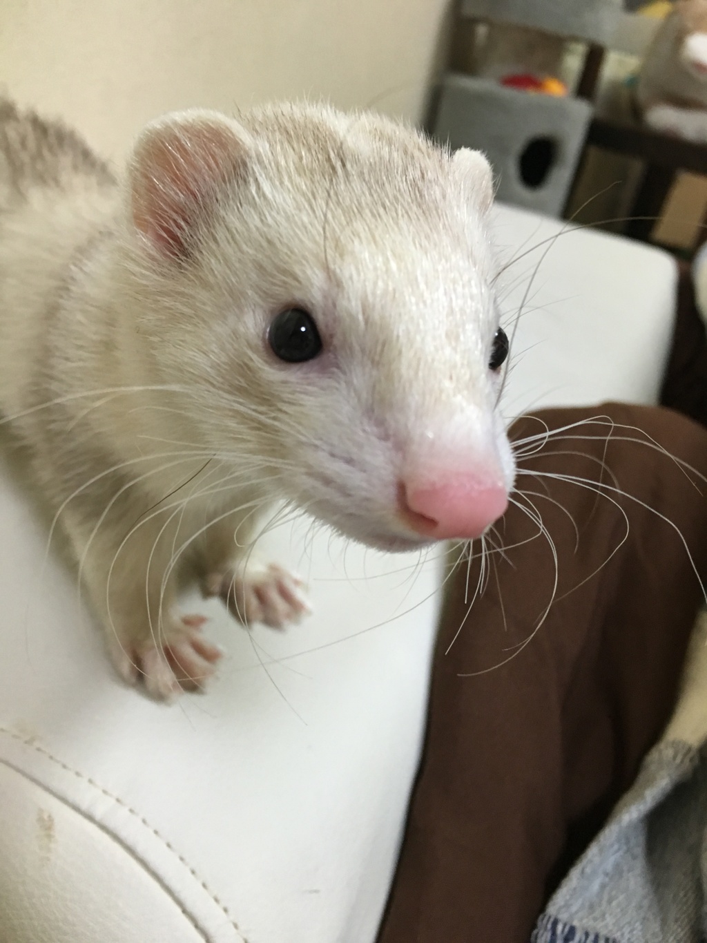 ぼくラトゥール
